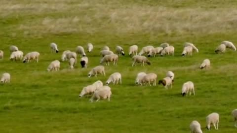 The free sheep are grazing