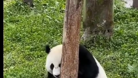 Cute Pandas
