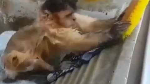 Monkey washing clothes