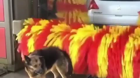 a Cute Dog Playing in the Carwash
