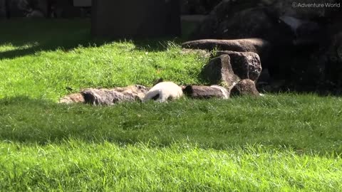 Adorable Baby Panda Plays With Its Mum In Japanese Zoo