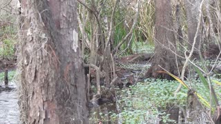 Louisiana Swamp Trip Pig