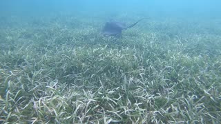 Stingray swimming through grass beds