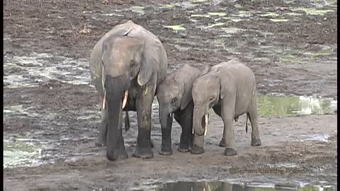 Elephant Mother Reunited With Her Baby in a mud field