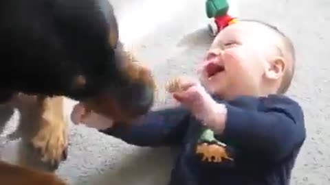 Baby Laugh Attack With Dog