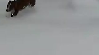 fun in the snow