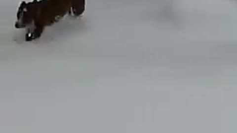 fun in the snow