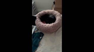 Adopting a Cat from a Shelter Vlog -Precious Piper Relaxing in Her Bed #shorts