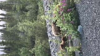 BEARS in the Yukon