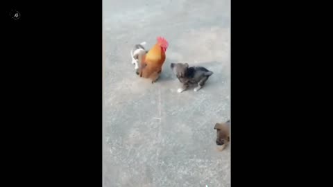puppy and chicken funny fight.