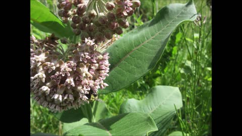 Healthy Independence Wild Milkweed June 2021