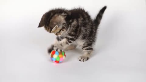 Kitten Capers: Playtime Adventures of Baby Cats