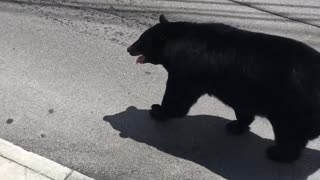 Bear Takes a Stroll Through Town