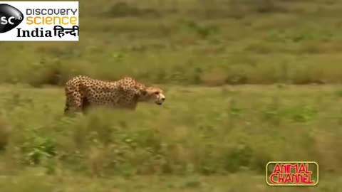 Best attacks of panther Cheeta Leopard Discovery science hindi By ScienceTechz #sciencetechz