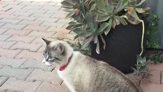 Look How This Cat Is Walking