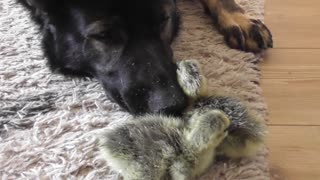 German Shepherd comforts newborn goslings