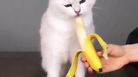 Mimi and Banana | Mimi cat