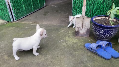 Kitten Encounters New Challenges