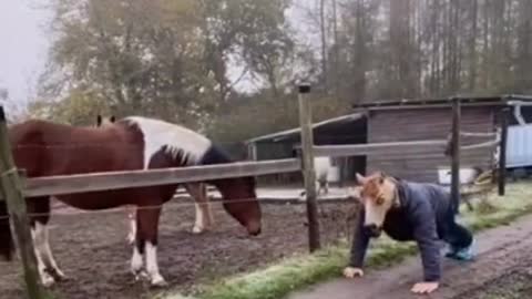 Horse Amazed By Human in Horse Head