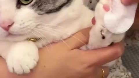 Cute kitten undergoing a hygiene😺