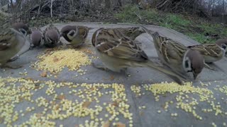 Wild Sparrows Eating Birdseed Placed On A Metal Surface(6)