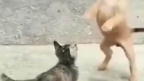 The Cat Run Away In Fear When Seeing The Dog Trunk