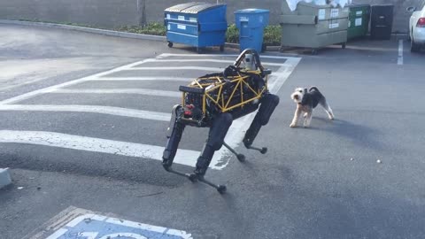 Dog Fido vs Spot robot — Animal vs Robot