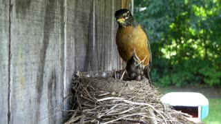Baby Robins being feed by Mother
