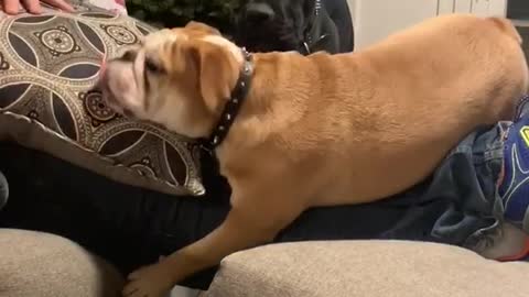 Bulldog play fights and falls in between the couch crack