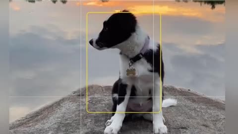 Take a photo of your dog