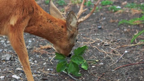 Young deer grazing on the farm. Wild animal at the zoo. Deer farming concept