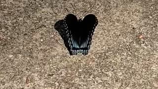 Just A Butterfly