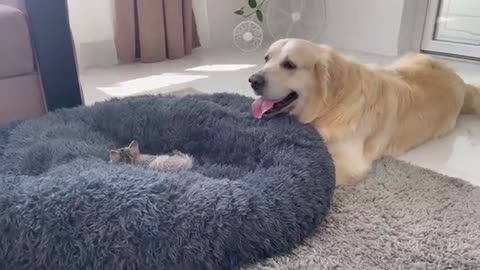 Golden Retriever Meets Kitten *MUST WATCH*