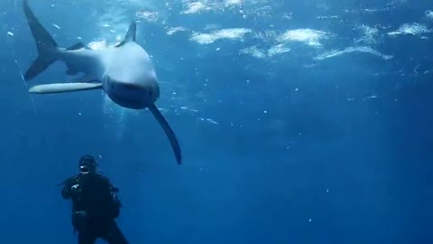 Face to face with inquisitive blue shark in the Azores archipelago, Portugal