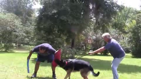 Dog training