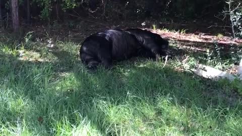 Wounded Bear Wanders Into Person's Yard