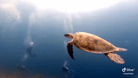 Diving the Blue Hole in the Bahamas