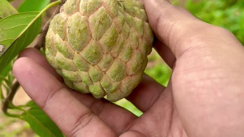 Harvesting a custard apple