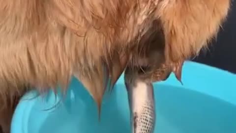 Cute Puppy [Amazing!] | Puppy Saves The Life Of A Fish