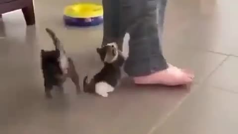 Cute baby cat playing