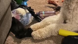 Gentle giant and adopted kitten reunite
