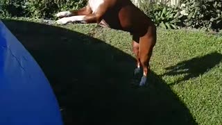 Dog does crazy jump into the pool