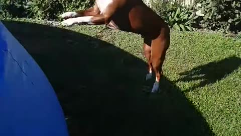 Dog does crazy jump into the pool