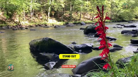 RED FLOWER ON RIVER BANK!