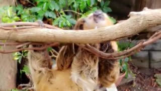 Music orange sloth on tree branch dances