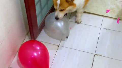 Dog steps on balloon