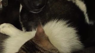 Angry black white dog kitten bites tail