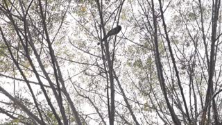 Strange Bird found in Pakistan with Strange voice