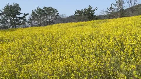 rape flowers swaying in the wind