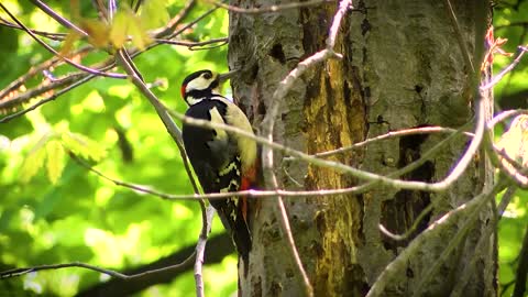 An amazing woodpecker pecking